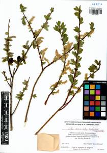 Salix caesia subsp. tschujensis N. M. Bolschakov, Сибирь, Прибайкалье и Забайкалье (S4) (Россия)