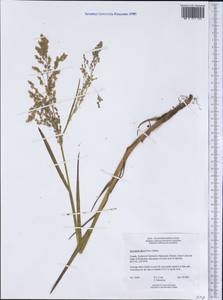 Dupontia fulva (Trin.) Röser & Tkach, Америка (AMER) (Канада)