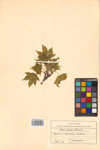 Клен Майра (Schwer.) H.Ohashi, Сибирь, Дальний Восток (S6) (Россия)