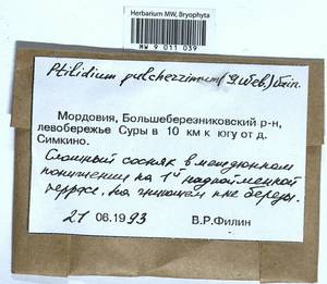 Ptilidium pulcherrimum (Weber) Vain., Гербарий мохообразных, Мхи - Среднее Поволжье (B9) (Россия)
