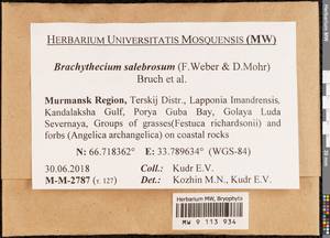 Brachythecium salebrosum (Hoffm. ex F. Weber & D. Mohr) Schimp., Гербарий мохообразных, Мхи - Карелия, Ленинградская и Мурманская области (B4) (Россия)