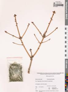 Пихта изящная (Kom.) Farjon, Сибирь, Чукотка и Камчатка (S7) (Россия)