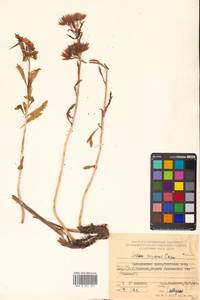 Rhodiola stephani (Cham.) Trautv. & Mey., Сибирь, Дальний Восток (S6) (Россия)