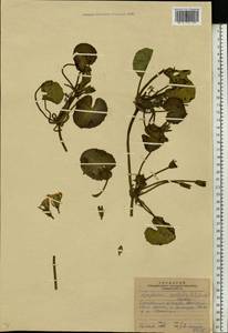 Болотоцветник щитковый (S. G. Gmelin) O. Kuntze, Восточная Европа, Волжско-Камский район (E7) (Россия)