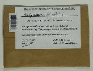 Didymodon validus Limpr., Гербарий мохообразных, Мхи - Дальний Восток (без Чукотки и Камчатки) (B20) (Россия)