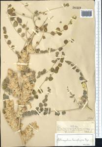 Astragalus leiophysa Bunge, Средняя Азия и Казахстан, Сырдарьинские пустыни и Кызылкумы (M7) (Казахстан)