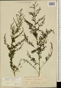 Полынь однолетняя L., Кавказ, Грузия (K4) (Грузия)