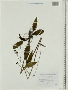 Hieracium lachenalii subsp. deductum (Sudre) Greuter, Восточная Европа, Московская область и Москва (E4a) (Россия)