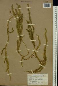 Spinulum annotinum subsp. annotinum, Восточная Европа, Северо-Западный район (E2) (Россия)
