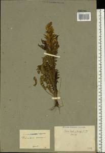 Мытник Кауфмана, Мытник Кауфманна Pinzger, Восточная Европа, Восточный район (E10) (Россия)