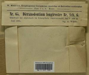 Dicranodontium denudatum (Brid.) E. Britton, Гербарий мохообразных, Мхи - Западная Европа (BEu) (Германия)