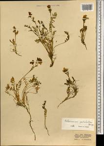 Синюха северная Adams, Монголия (MONG) (Монголия)