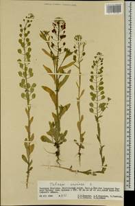 Ярутка полевая L., Монголия (MONG) (Монголия)