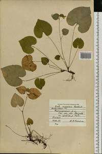Фиалка Ривиниуса Rchb., Восточная Европа, Латвия (E2b) (Латвия)
