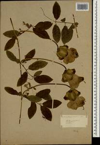 Cobaea scandens Cav., Зарубежная Азия (ASIA) (Неизвестно)