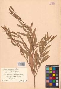 Ива джунгарская Andersson, Средняя Азия и Казахстан, Сырдарьинские пустыни и Кызылкумы (M7) (Казахстан)