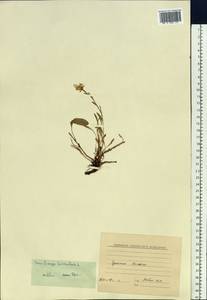 Камнеломка болотная L., Сибирь, Чукотка и Камчатка (S7) (Россия)