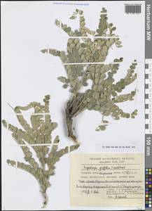 Sophora mollis subsp. griffithii (Stocks) Ali, Средняя Азия и Казахстан, Западный Тянь-Шань и Каратау (M3) (Киргизия)