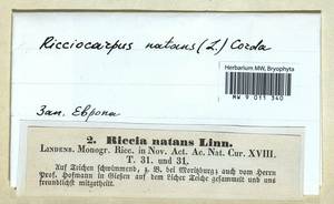 Ricciocarpos natans (L.) Corda, Гербарий мохообразных, Мхи - Западная Европа (BEu) (Германия)