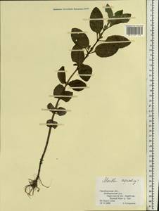 Мята водяная L., Восточная Европа, Восточный район (E10) (Россия)