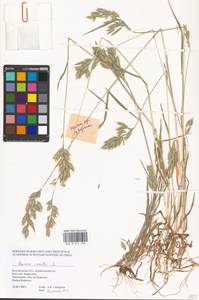 Bromus hordeaceus subsp. hordeaceus, Восточная Европа, Центральный лесостепной район (E6) (Россия)