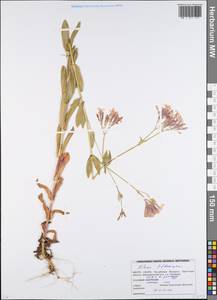 Atocion armeria var. lituanicum (Zapal.) Niketic & Stevan., Восточная Европа, Белоруссия (E3a) (Белоруссия)