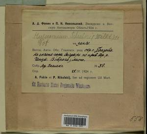 Pleurozium schreberi (Willd. ex Brid.) Mitt., Гербарий мохообразных, Мхи - Пермский край, Удмуртия, Свердловская и Кировская области (B8) (Россия)