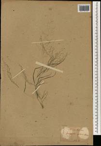 Полевичка волосистая (L.) P.Beauv., Зарубежная Азия (ASIA) (Япония)