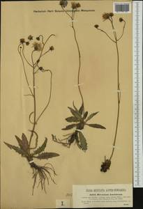 Hieracium apricorum Dichtl, Западная Европа (EUR) (Австрия)