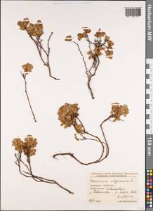 Голубика обыкновенная L., Кавказ, Грузия (K4) (Грузия)