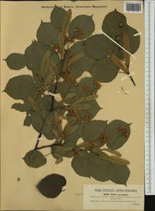 Tilia ×europaea L., Западная Европа (EUR) (Австрия)