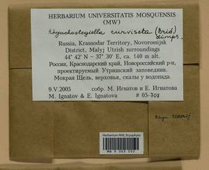 Rhynchostegiella curviseta (Brid.) Limpr., Гербарий мохообразных, Мхи - Северный Кавказ и Предкавказье (B12) (Россия)