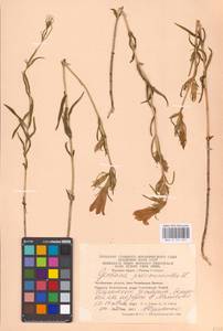 Горечавка легочная L., Восточная Европа, Восточный район (E10) (Россия)