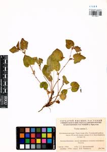 Фиалка собачья L., Сибирь, Прибайкалье и Забайкалье (S4) (Россия)