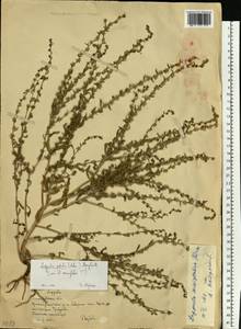 Липучка поникшая (Lehm.) Menyh., Восточная Европа, Нижневолжский район (E9) (Россия)