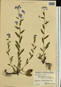 Незабудка лесная Ehrh. ex Hoffm., Восточная Европа, Московская область и Москва (E4a) (Россия)