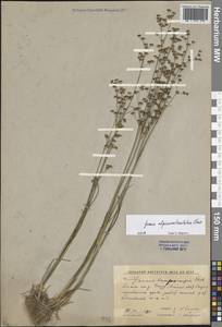 Ситник альпийскочленистый Chaix, Восточная Европа, Ростовская область (E12a) (Россия)