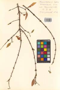 Бересклет Маака Rupr., Сибирь, Дальний Восток (S6) (Россия)