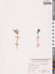 Гроздовник ланцетный (S.G.Gmel.) Ångstr., Сибирь, Чукотка и Камчатка (S7) (Россия)