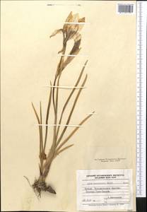 Iris korolkowii Regel, Средняя Азия и Казахстан, Памир и Памиро-Алай (M2) (Таджикистан)