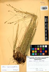Carex myosuroides Vill., Сибирь, Прибайкалье и Забайкалье (S4) (Россия)