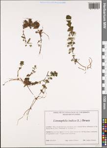 Limnophila indica (L.) Druce, Зарубежная Азия (ASIA) (Индия)