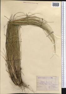 Ковыль перистый L., Средняя Азия и Казахстан, Прикаспийский Устюрт и Северное Приаралье (M8) (Казахстан)