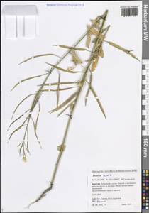 Брюква, Рапс L., Сибирь, Прибайкалье и Забайкалье (S4) (Россия)