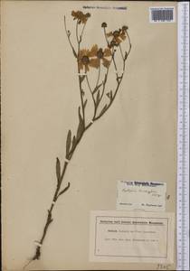 Helenium flexuosum Raf., Америка (AMER) (США)