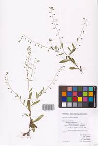 MHA 0 153 104, Myosotis laxa subsp. laxa, Восточная Европа, Центральный район (E4) (Россия)