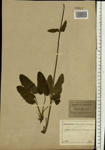 Betonica officinalis subsp. officinalis, Восточная Европа, Центральный лесостепной район (E6) (Россия)