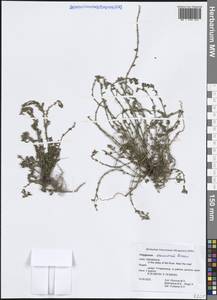 Спорыш простертый, Спорыш обыкновенный Boreau, Зарубежная Азия (ASIA) (Индия)