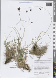 Осока узкоплодная Turcz. ex V.I.Krecz., Сибирь, Дальний Восток (S6) (Россия)