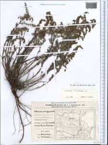 Artemisia caerulescens subsp. caerulescens, Кавказ, Дагестан (K2) (Россия)